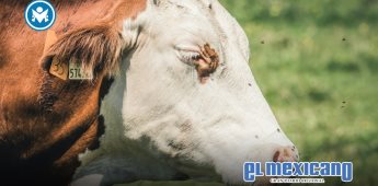 EE.UU. suspende importación de ganado mexicano