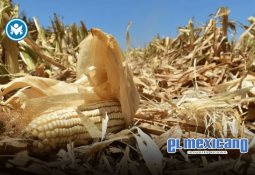 Tiktoker fue ultimada dentro de una estética en pleno live Tiktoker fue ultimada dentro de una estética en pleno live