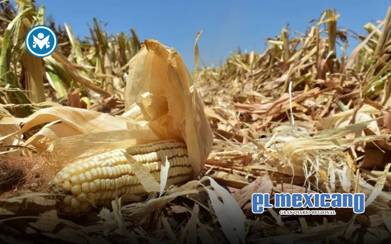 Piden apoyo urgente para productores de maíz y trigo en Sinaloa ante crisis por sequía Piden apoyo urgente para productores de maíz y trigo en Sinaloa ante crisis por sequía