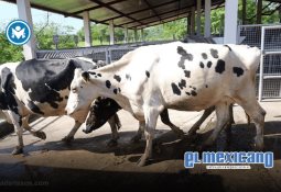 Sheinbaum firma acuerdo con 22 grupos empresariales para aumentar los productos Hechos en México en tiendas Sheinbaum firma acuerdo con 22 grupos empresariales para aumentar los productos Hechos en México en tiendas