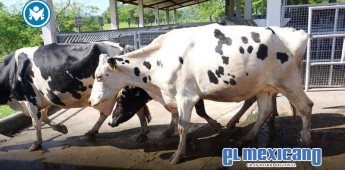 Se desploma más de 50% la exportación de ganado vacuno en el primer trimestre Se desploma más de 50% la exportación de ganado vacuno en el primer trimestre