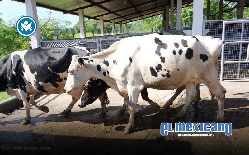 Se desploma más de 50% la exportación de ganado vacuno en el primer trimestre Se desploma más de 50% la exportación de ganado vacuno en el primer trimestre