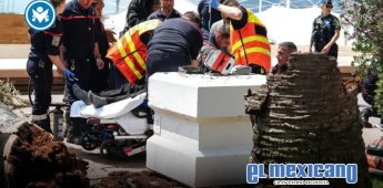 Palmera cae y hiere gravemente a un hombre en pleno Festival de Cannes Palmera cae y hiere gravemente a un hombre en pleno Festival de Cannes