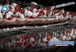 Aseguran 62 tiburones y 4 mantarrayas en Santa Rosalía durante operativo naval