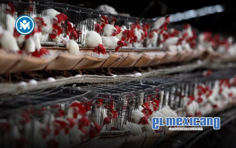 México suspende importación de productos avícolas de Brasil por brote de gripe aviar