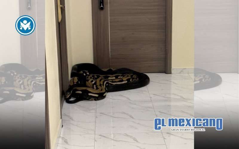 Liberan serpientes en edificio de Bangkok en respuesta a un perro de sus vecinos Liberan serpientes en edificio de Bangkok en respuesta a un perro de sus vecinos