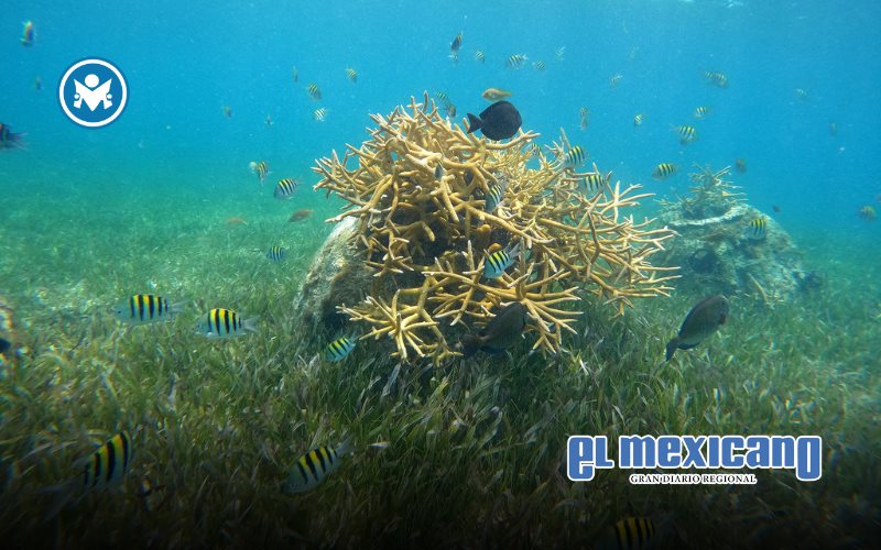 Moctezuma est&aacute; reconstruyendo los pilares del mar