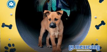 Opera Centro de Atención Canina y Felina en apego a la normatividad vigente en materia de bienestar animal