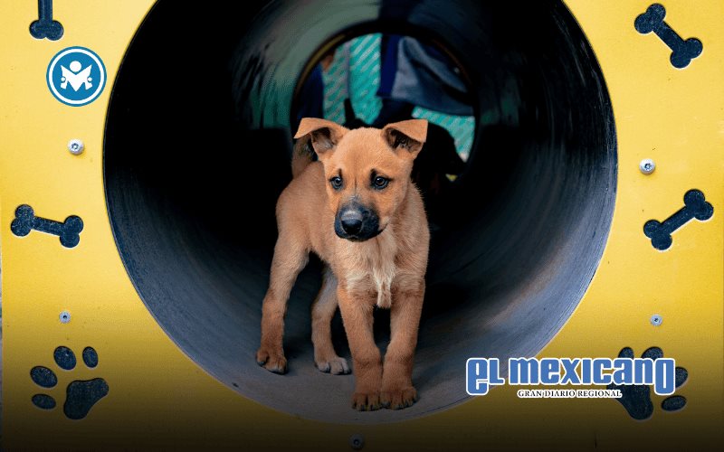 Opera Centro de Atenci&oacute;n Canina y Felina en apego a la normatividad vigente en materia de bienestar animal