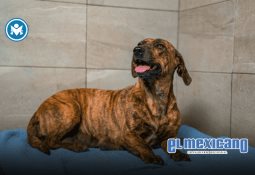 Inaugurado Art Walk Rosarito 2025, la fiesta del arte