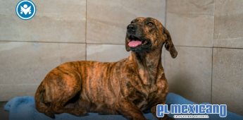 Realizará Gobierno de Ensenada feria de la adopción de mascotas