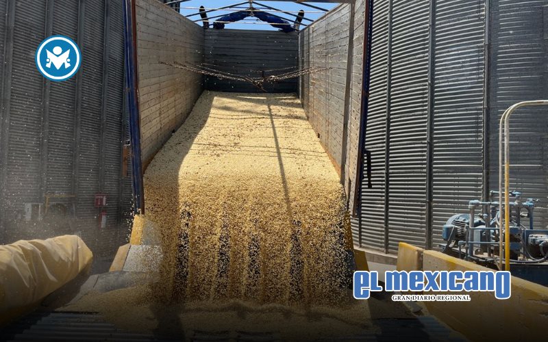 Logran multinacionales título de 97% de semillas en México en primer trimestre.