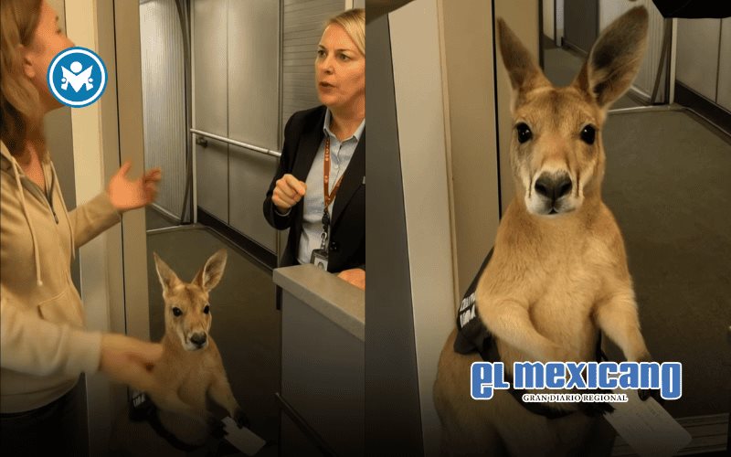 El canguro viajero nunca existió; fue creado con IA