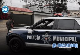 Histórico operativo en Tijuana contra tala ilegal de árboles centenarios