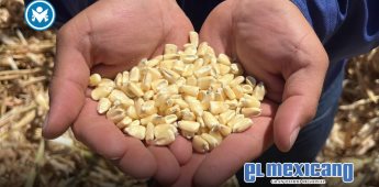 Productores de maíz en crisis por caída de precios y avalancha de importaciones Productores de maíz en crisis por caída de precios y avalancha de importaciones