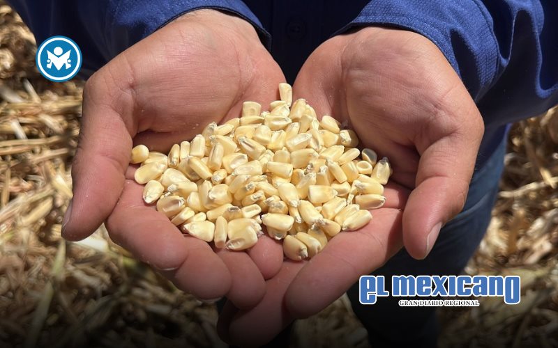 Productores de maíz en crisis por caída de precios y avalancha de importaciones Productores de maíz en crisis por caída de precios y avalancha de importaciones