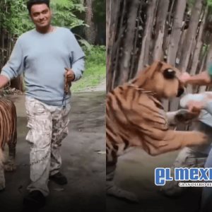 Turista es atacado por tigre en parque de Tailandia mientras intentaba tomarse una foto