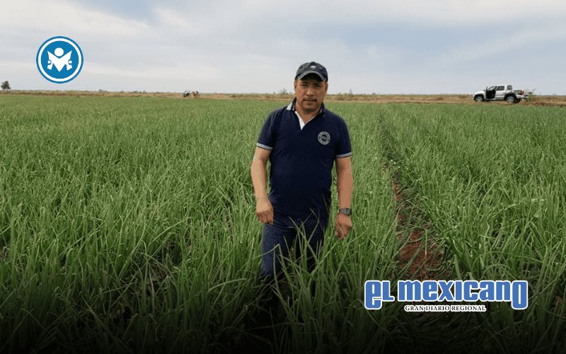 Productores de Sinaloa enfrentan demandas millonarias por adeudos con la extinta Financiera Rural