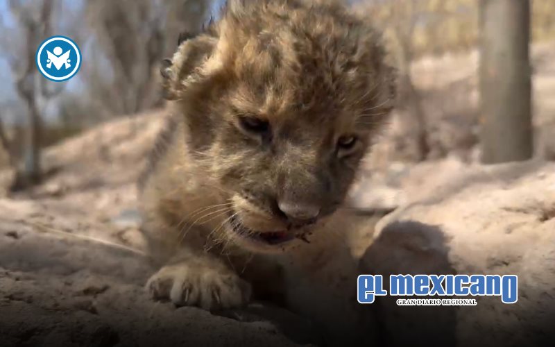 Nace cachorra de león en Ostok Mazatlán, hija de felinos rescatados