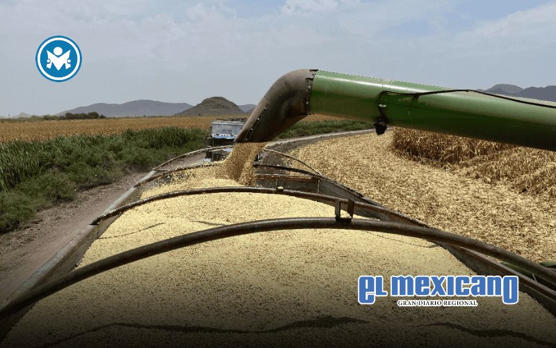 COUC respalda plan nacional de comercialización del maíz, urge se convierta en ley