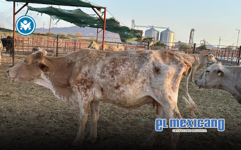 En riesgo viabilidad económica de la ganadería mexicana