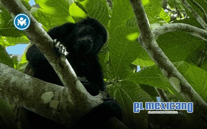 Tabasco implementa plan urgente para salvar al mono saraguato