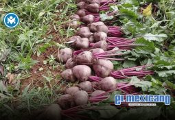 Diputados consuman extinción del Coneval; transfieren sus funciones al Inegi Diputados consuman extinción del Coneval; transfieren sus funciones al Inegi