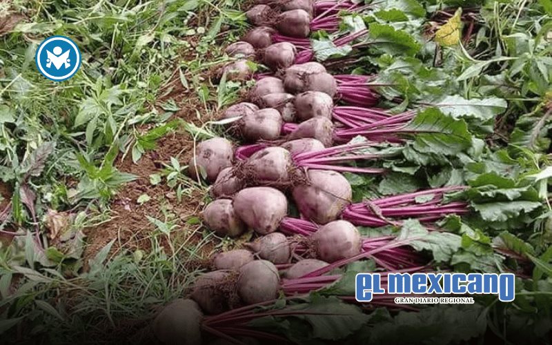 Reduce México valor de exportación agroalimentaria al primer cuatrimestre del 2025