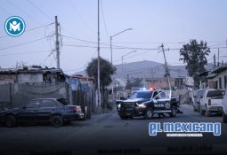 Rescatan perros víctimas de maltrato en cateo en Mexicali