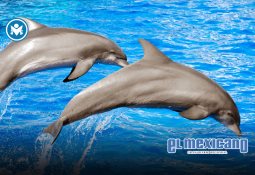 En los últimos 15 días, Gobierno de México ha detenido a mil 233 personas por delitos de alto impacto y asegurado cerca de 8 toneladas de droga