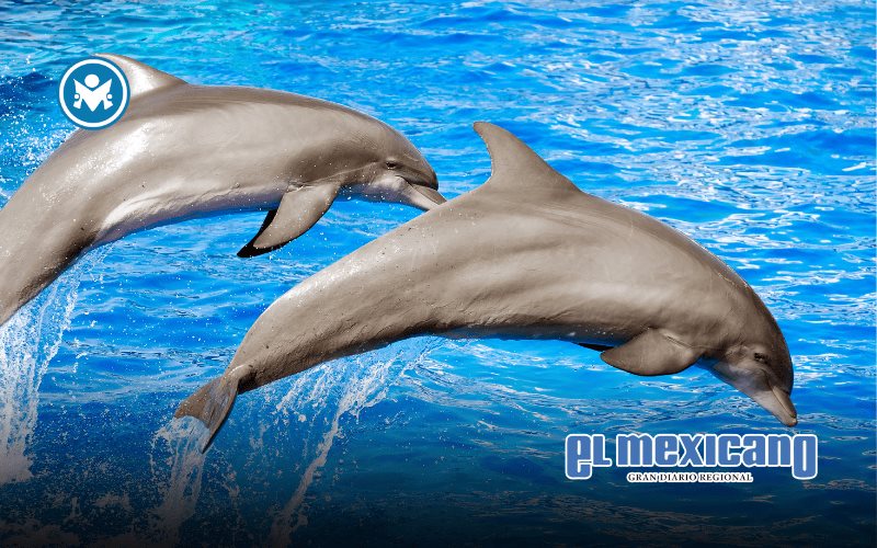 México prohíbe espectáculos con delfines y mamíferos marinos; avanzan sanciones México prohíbe espectáculos con delfines y mamíferos marinos; avanzan sanciones
