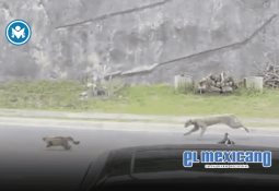 México prohíbe espectáculos con delfines y mamíferos marinos; avanzan sanciones México prohíbe espectáculos con delfines y mamíferos marinos; avanzan sanciones