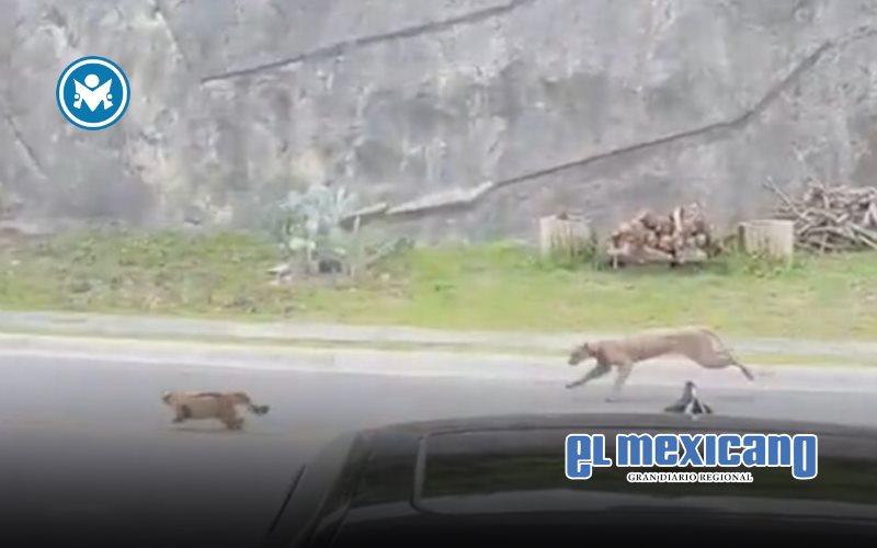 Puma es captado en video cazando a un gato en zona residencial de Monterrey Puma es captado en video cazando a un gato en zona residencial de Monterrey