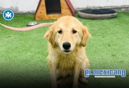 Apoya senador Gustavo Sánchez el acuacultivo de totoaba en Golfo de California Apoya senador Gustavo Sánchez el acuacultivo de totoaba en Golfo de California