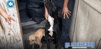 Rescatan perros víctimas de maltrato en cateo en Mexicali