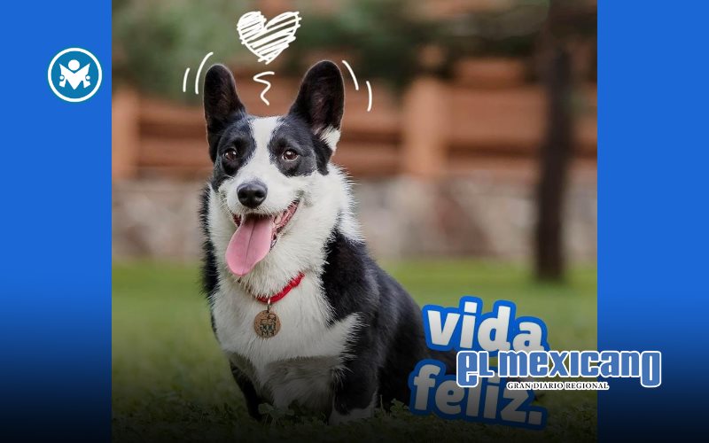 Liofilización: ciencia y nutrición en una nueva generación de premios para mascotas Liofilización: ciencia y nutrición en una nueva generación de premios para mascotas