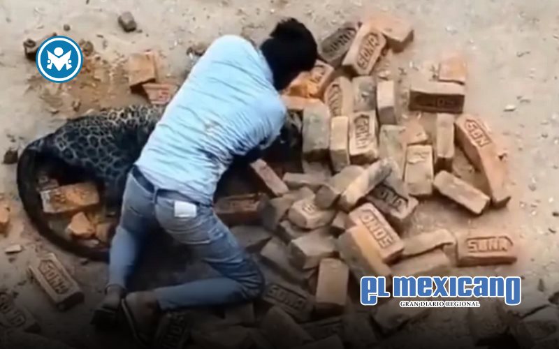 Hombre pelea a puño limpio contra un leopardo en la India Hombre pelea a puño limpio contra un leopardo en la India