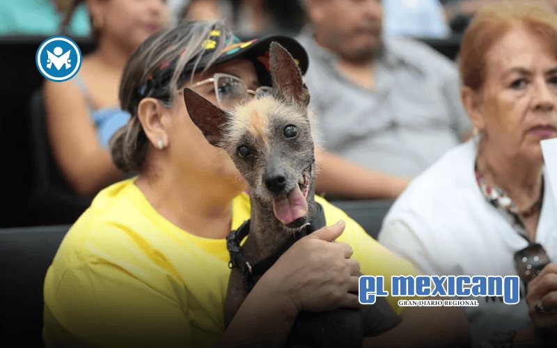 Chiapas tipifica el maltrato animal como delito y fija penas de cárcel Chiapas tipifica el maltrato animal como delito y fija penas de cárcel