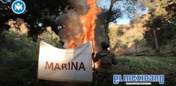 Desmantelan cinco plantíos de marihuana en zonas rurales de Baja California