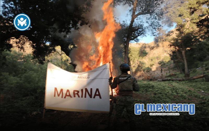 Desmantelan cinco plantíos de marihuana en zonas rurales de Baja California Desmantelan cinco plantíos de marihuana en zonas rurales de Baja California