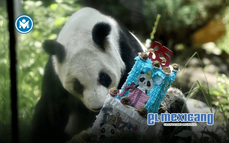 Xin Xin, la última panda de América Latina, celebra 35 años como emblema de esperanza Xin Xin, la última panda de América Latina, celebra 35 años como emblema de esperanza