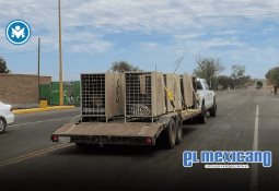 Comisión Covid-19 rechaza nombramiento de López-Gatell como representante ante la OMS