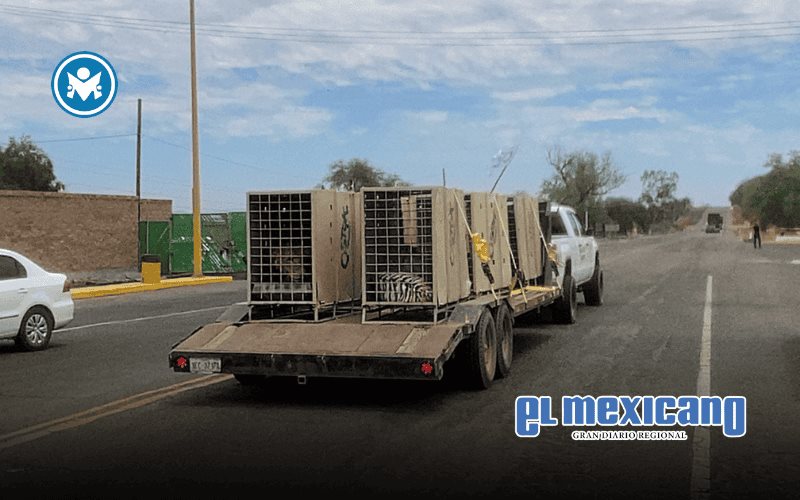 Trasladan de emergencia a 130 animales por violencia y calor extremo en Sinaloa Trasladan de emergencia a 130 animales por violencia y calor extremo en Sinaloa