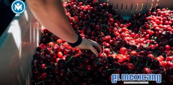 Rompe récord la Temporada de Cerezas del Noroeste 2025