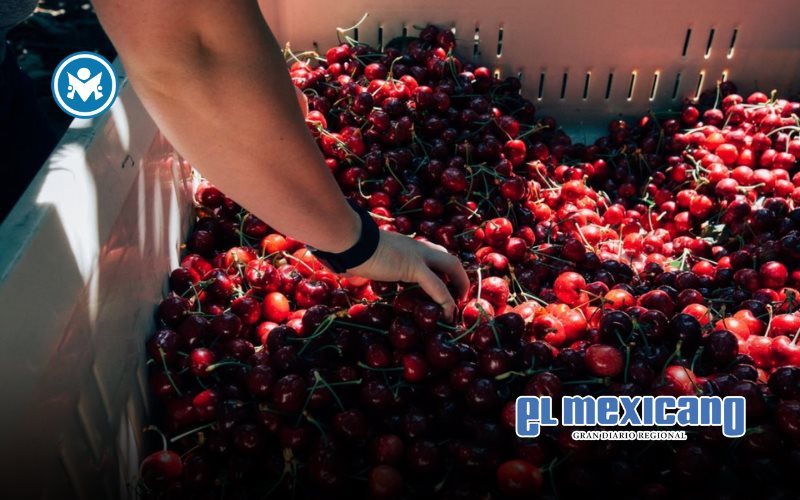 Rompe récord la Temporada de Cerezas del Noroeste 2025 Rompe récord la Temporada de Cerezas del Noroeste 2025