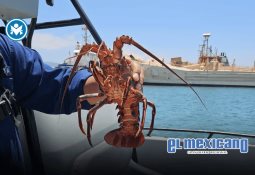 Detienen a presunto líder de banda de robo de autos en Tijuana