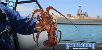 Marina asegura redes ilegales y libera 250 langostas en Ensenada