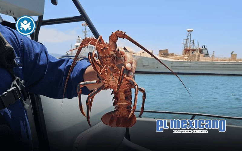 Marina asegura redes ilegales y libera 250 langostas en Ensenada Marina asegura redes ilegales y libera 250 langostas en Ensenada