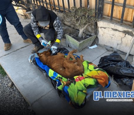 Garantizan Gobiernos Municipal y Estatal atención integral a mascotas rescatadas de albergue