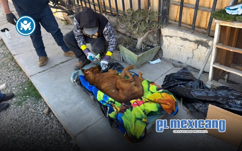 Garantizan Gobiernos Municipal y Estatal atención integral a mascotas rescatadas de albergue